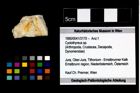 Foto (Objekt + Etikett) von Cyclothyreus sp.  (NHMW-GEO-1990-0041-3170)